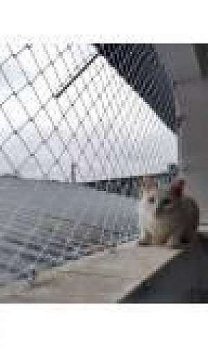 Empresa da tela de proteção para animais Empresa da tela de proteção para animais